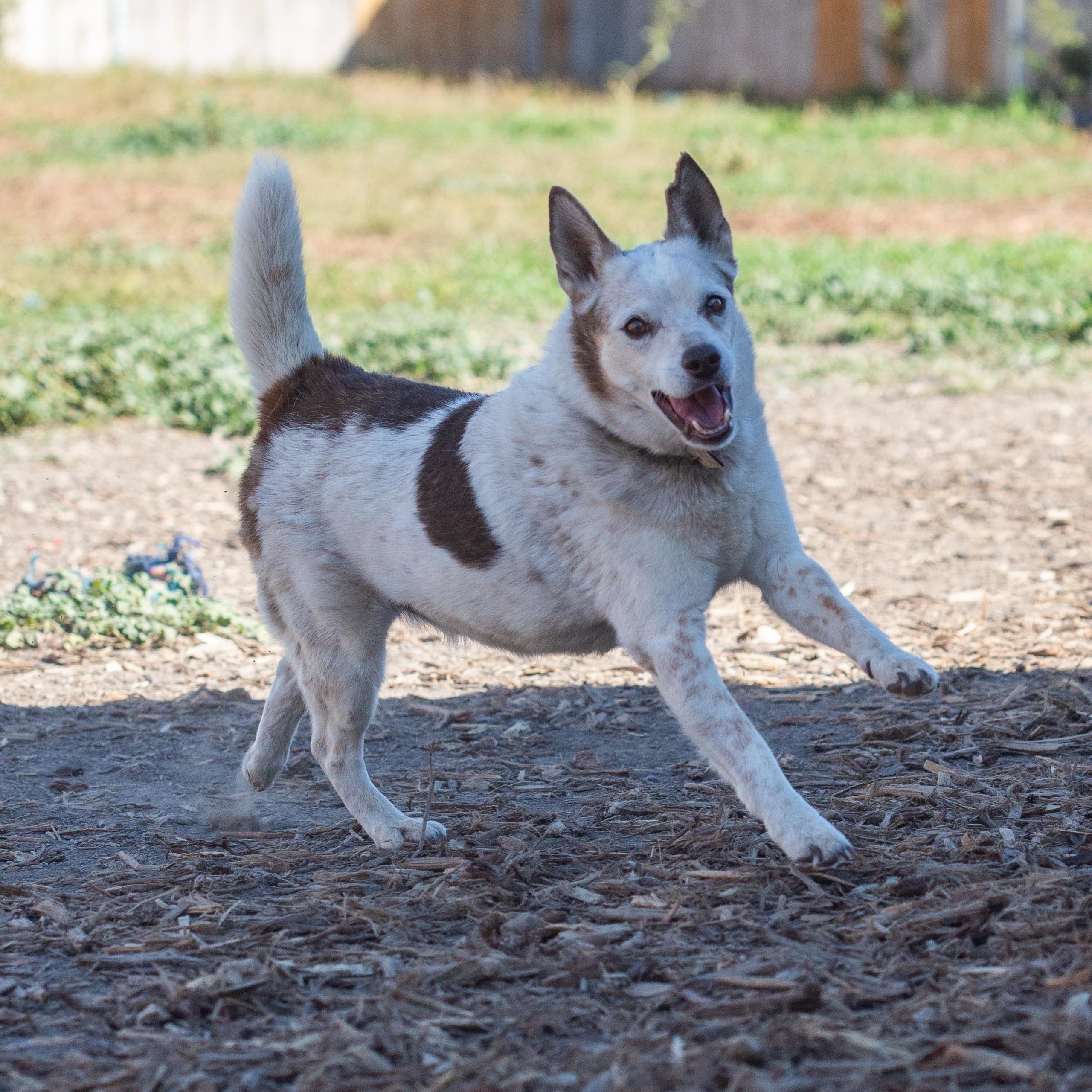 Reggie, an adoptable Australian Cattle Dog / Blue Heeler, Rat Terrier in Millville, UT, 84326 | Photo Image 1
