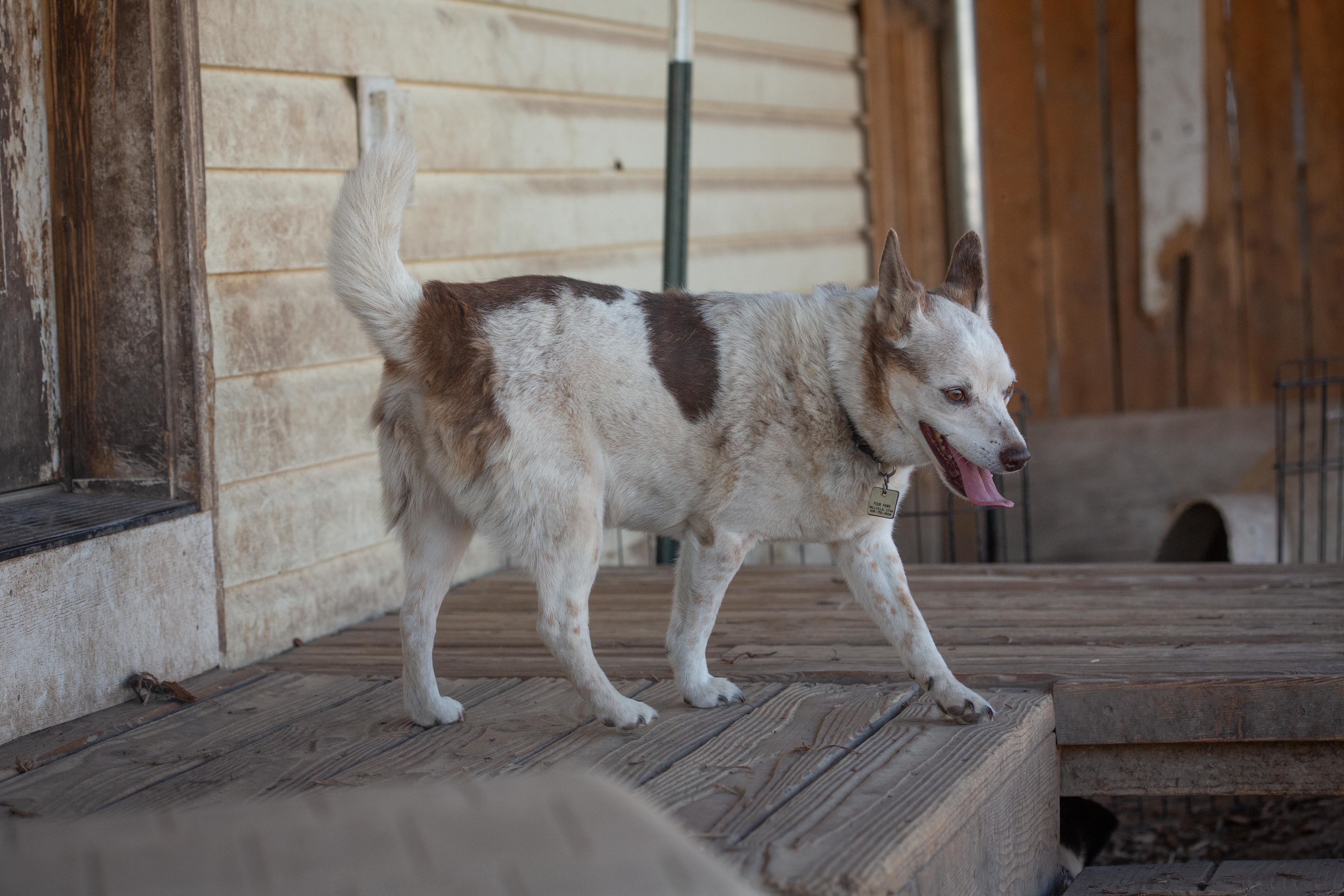 Reggie, an adoptable Australian Cattle Dog / Blue Heeler, Rat Terrier in Millville, UT, 84326 | Photo Image 3
