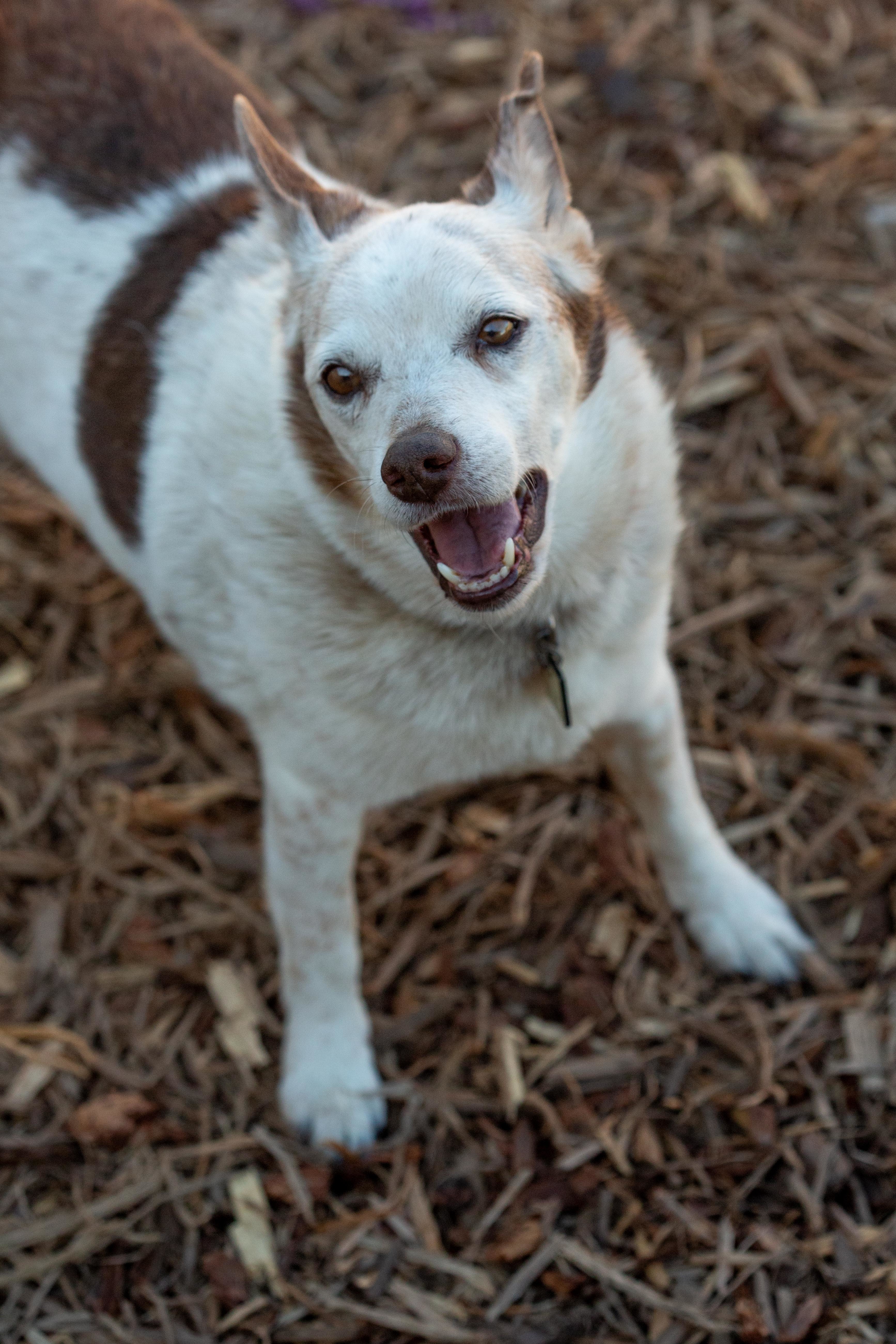 Reggie, an adoptable Australian Cattle Dog / Blue Heeler, Rat Terrier in Millville, UT, 84326 | Photo Image 4