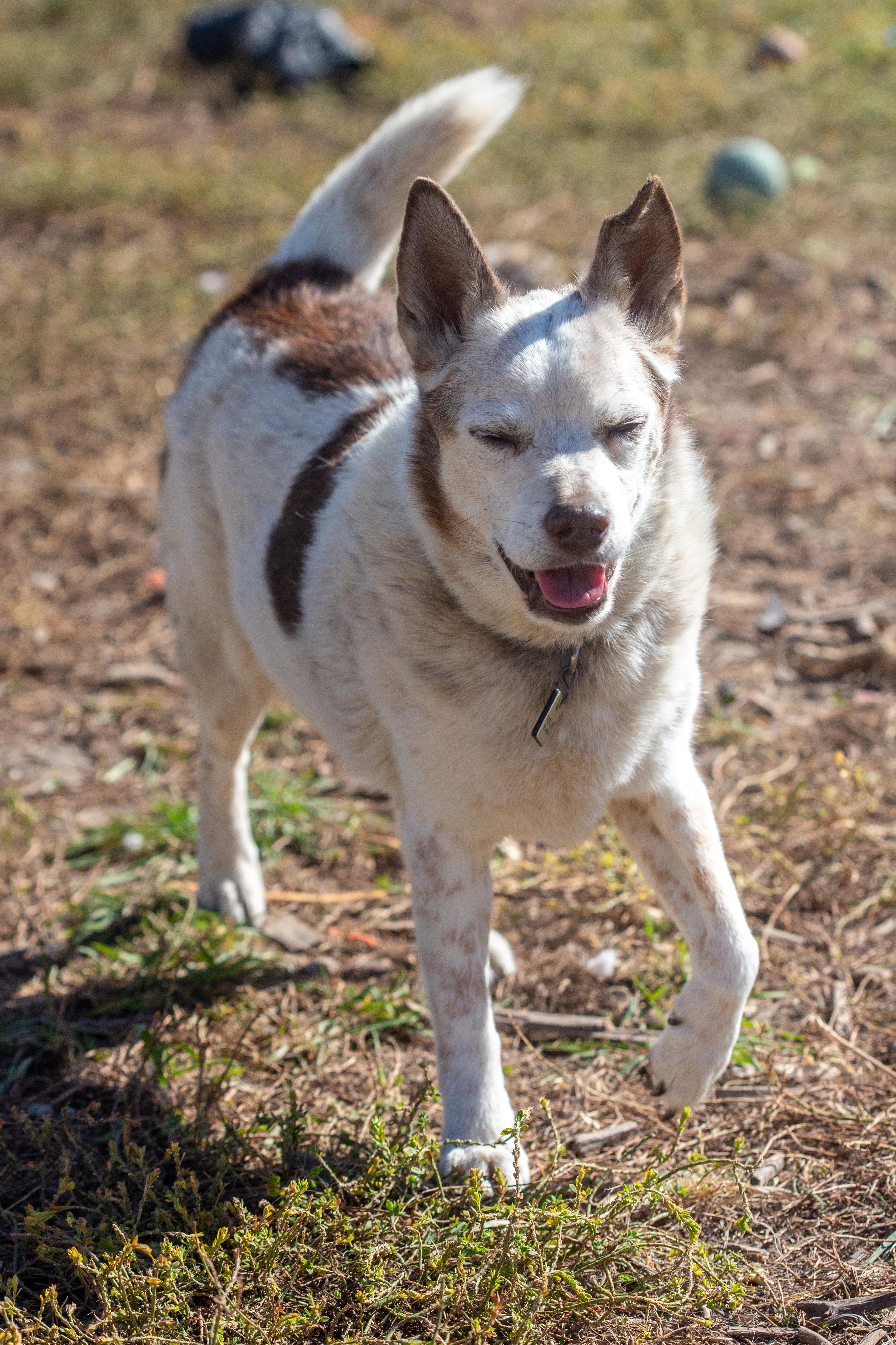 Reggie, an adoptable Australian Cattle Dog / Blue Heeler, Rat Terrier in Millville, UT, 84326 | Photo Image 5