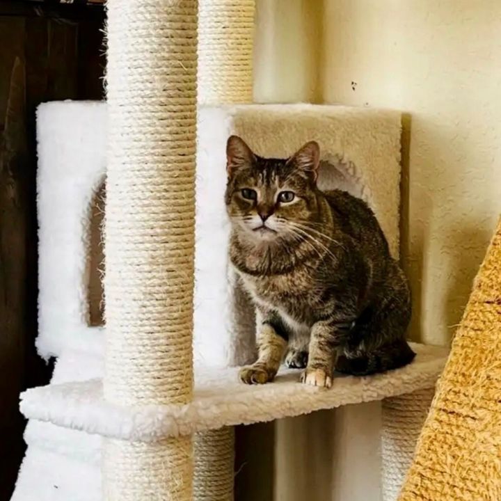 Angel, an adoptable Abyssinian & Tabby Mix in Mission Viejo, CA_image-2