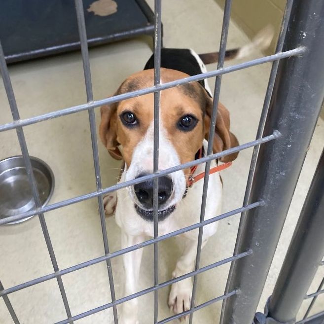 Dog for adoption - Odessa, a Fox Terrier & Hound Mix in Clarksville, VA |  Petfinder