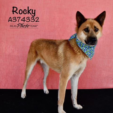 ROCKY, an adoptable German Shepherd Dog Mix in Conroe, TX_image-1