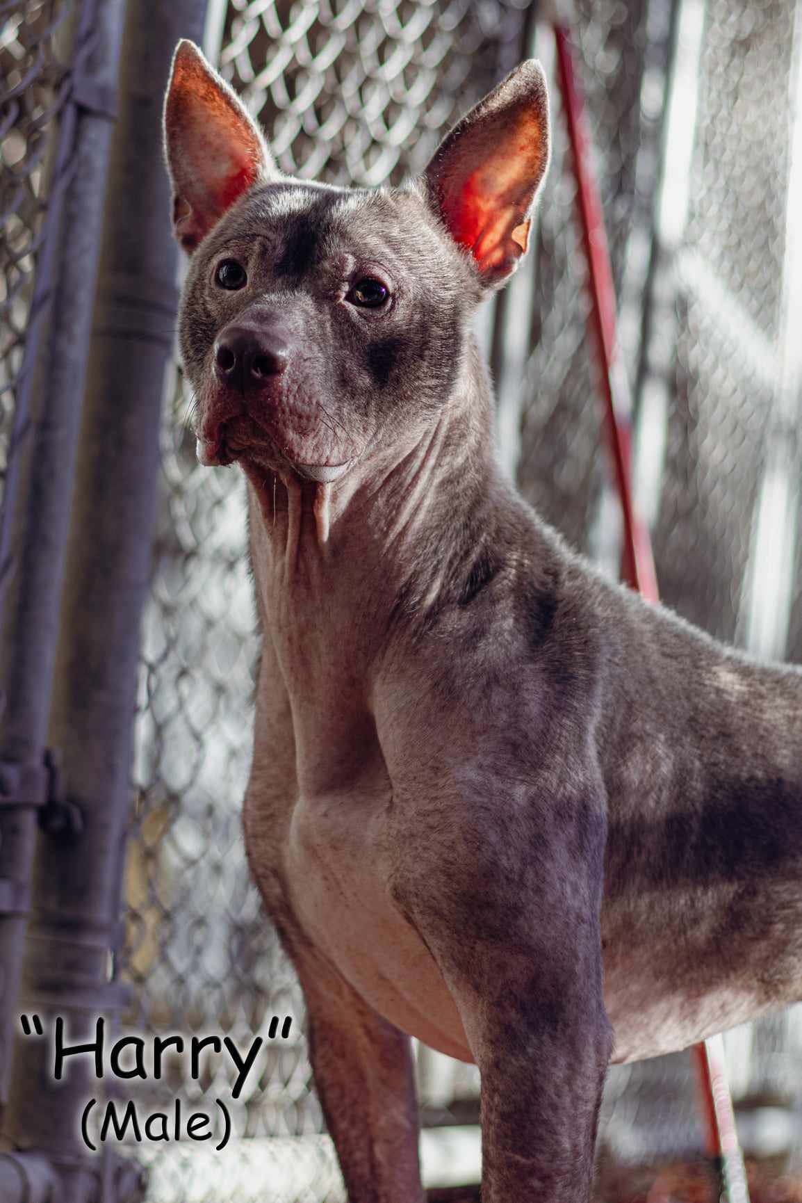 Harry, an adoptable Pit Bull Terrier in Frenchburg, KY, 40316 | Photo Image 1