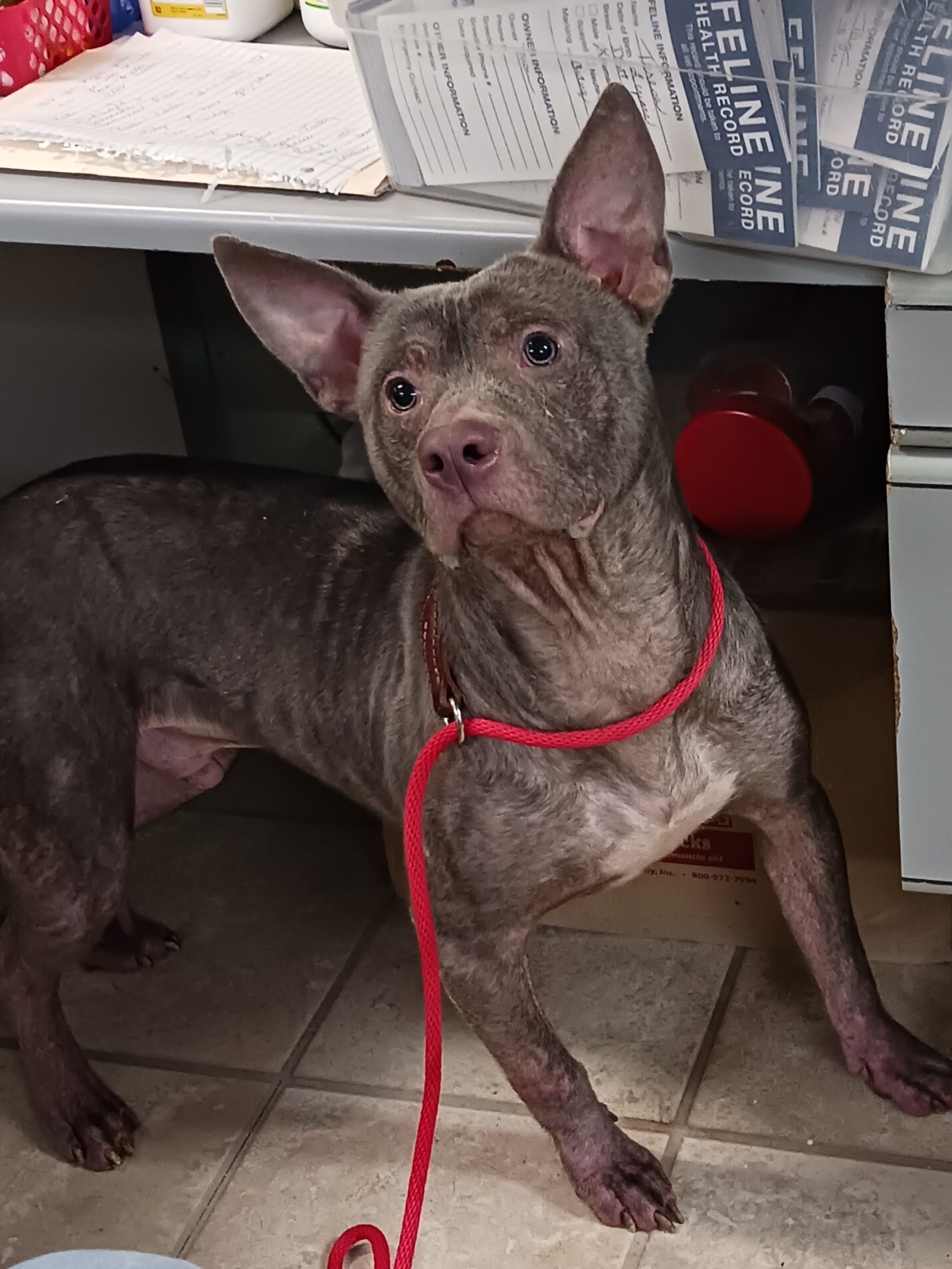 Harry, an adoptable Pit Bull Terrier in Frenchburg, KY, 40316 | Photo Image 2