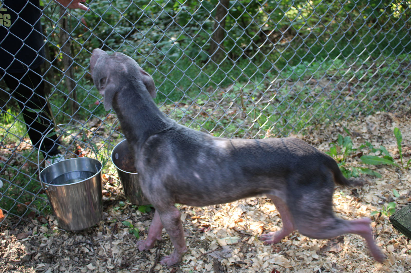 Harry, an adoptable Pit Bull Terrier in Frenchburg, KY, 40316 | Photo Image 3