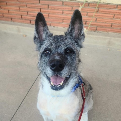 Maisy, an adoptable Akita in Wichita, KS, 67278 | Photo Image 1