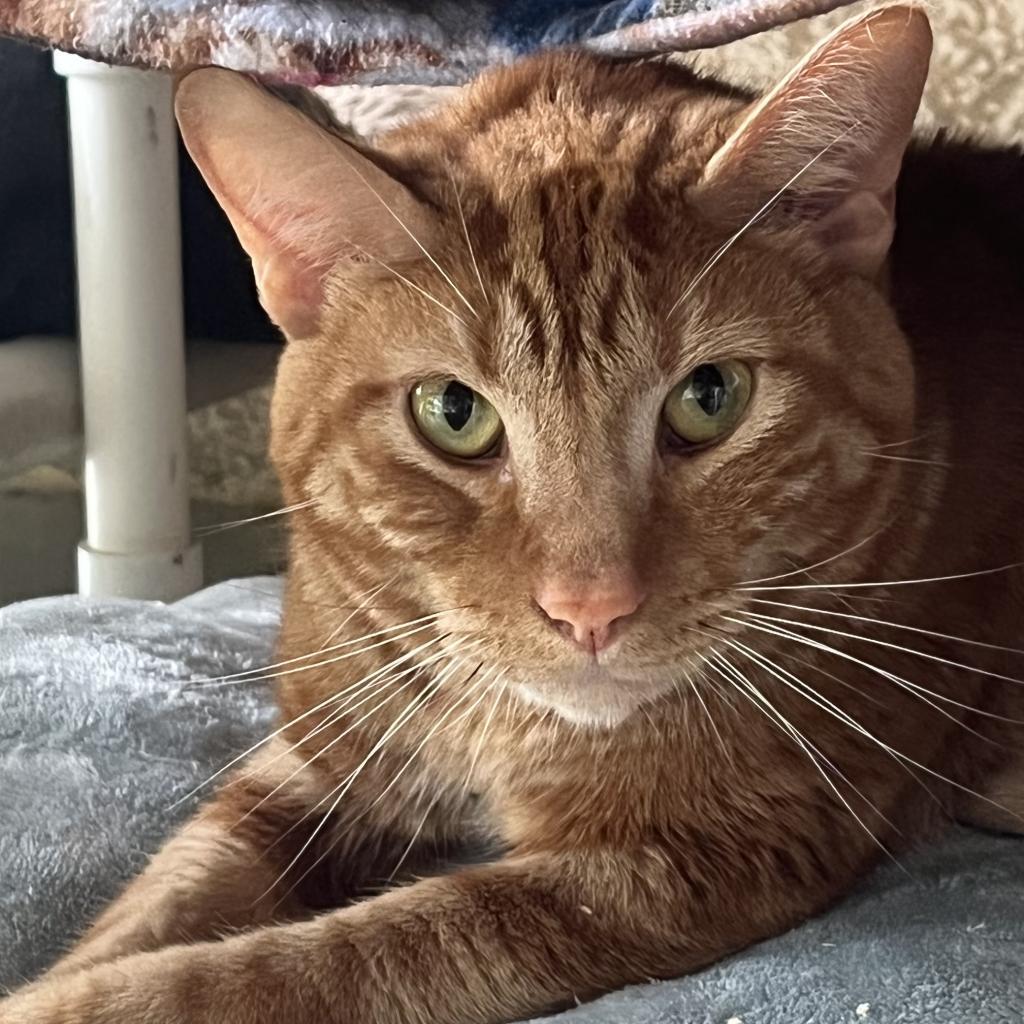 Simba