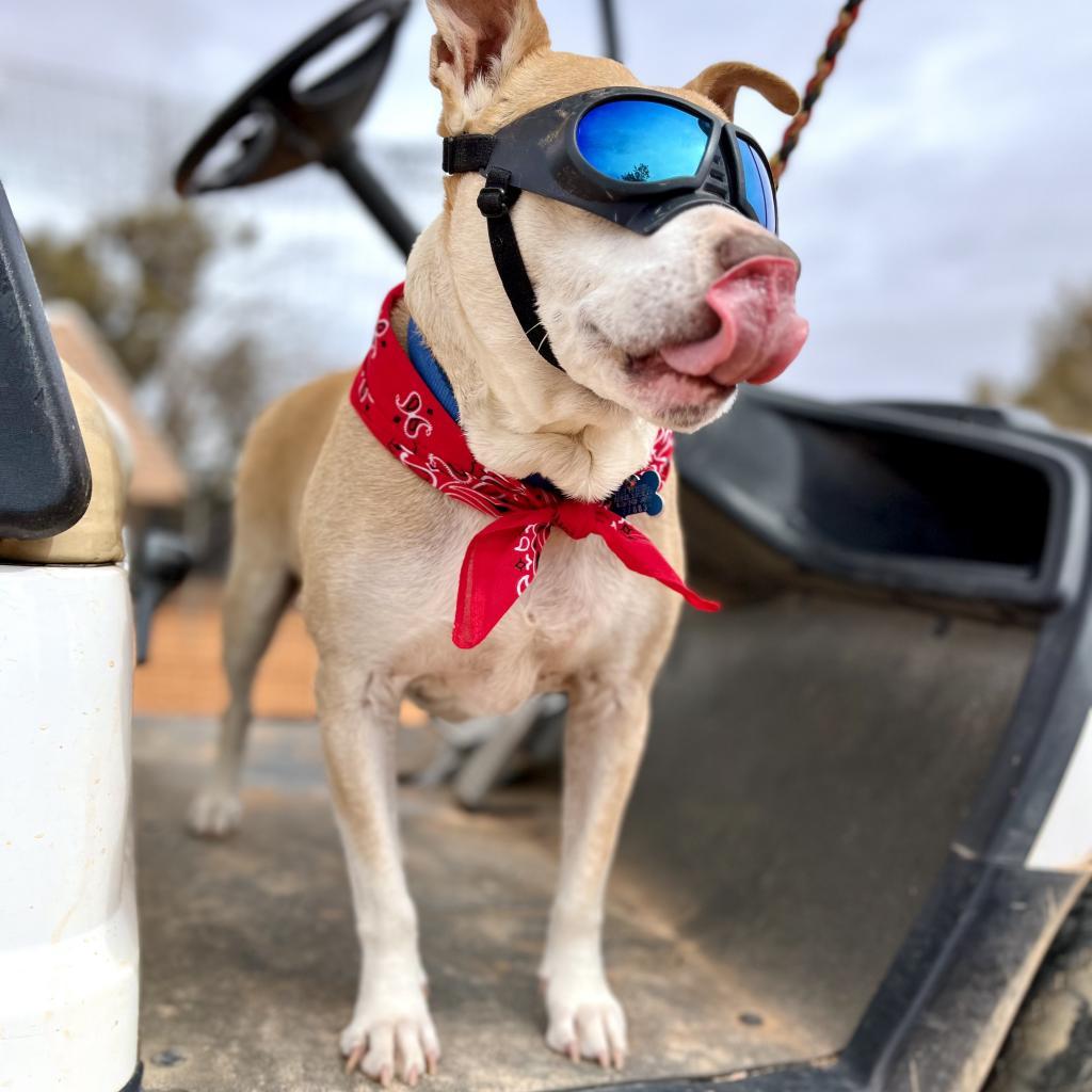 Mauve, an adoptable Pit Bull Terrier in Kanab, UT, 84741 | Photo Image 1