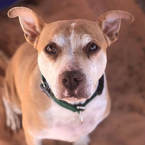 Mauve, an adoptable Pit Bull Terrier in Kanab, UT, 84741 | Photo Image 2