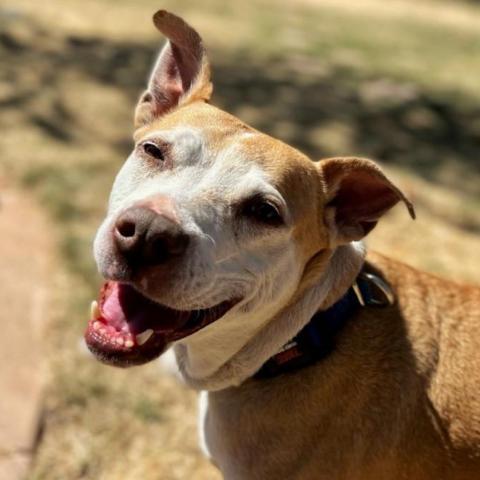 Mauve, an adoptable Pit Bull Terrier in Kanab, UT, 84741 | Photo Image 3