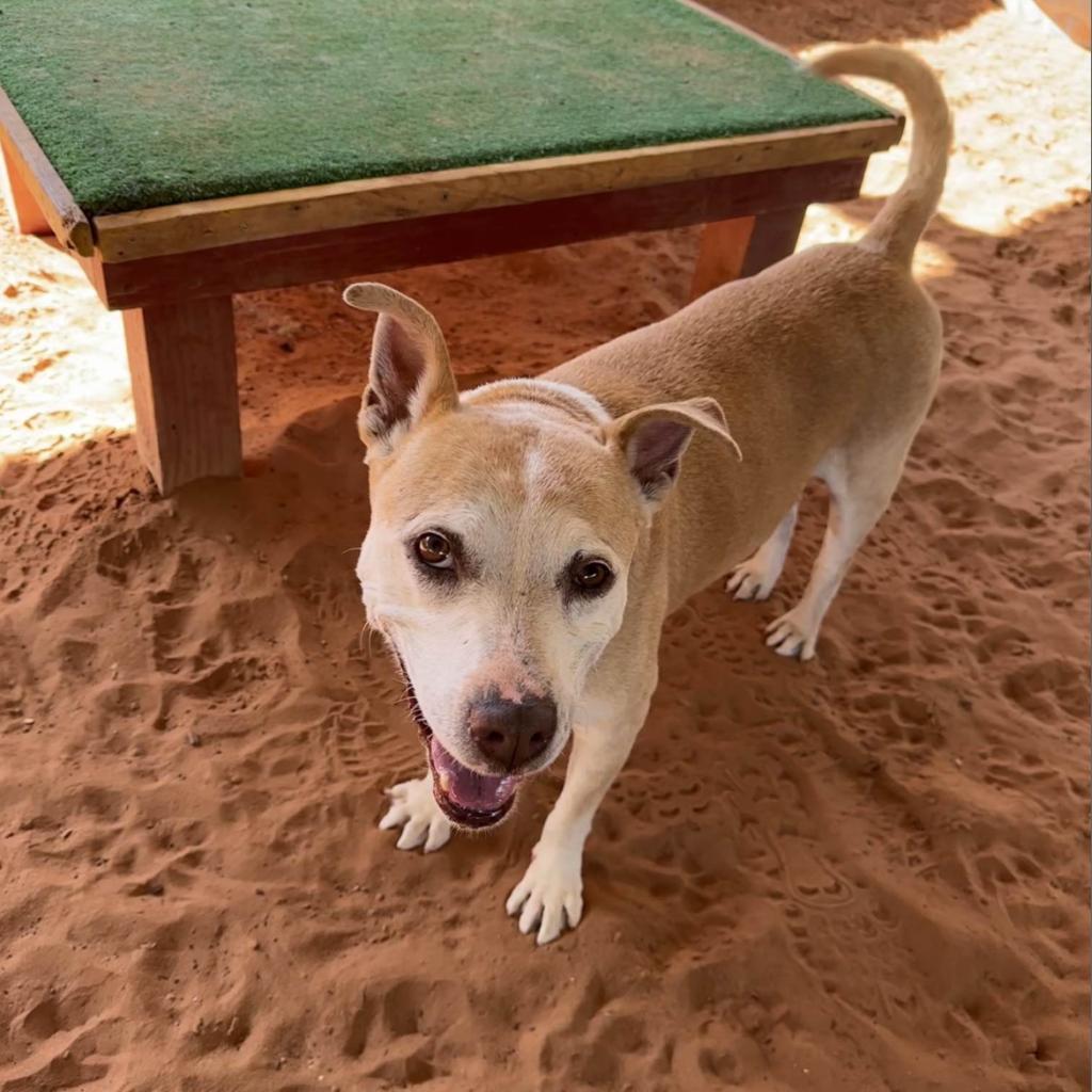 Mauve, an adoptable Pit Bull Terrier in Kanab, UT, 84741 | Photo Image 4