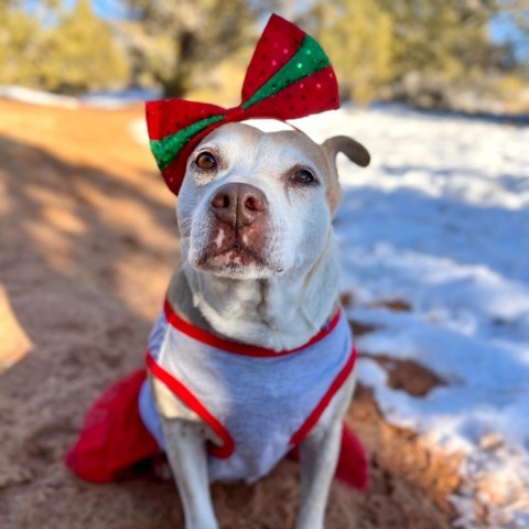 Mauve, an adoptable Pit Bull Terrier in Kanab, UT, 84741 | Photo Image 4