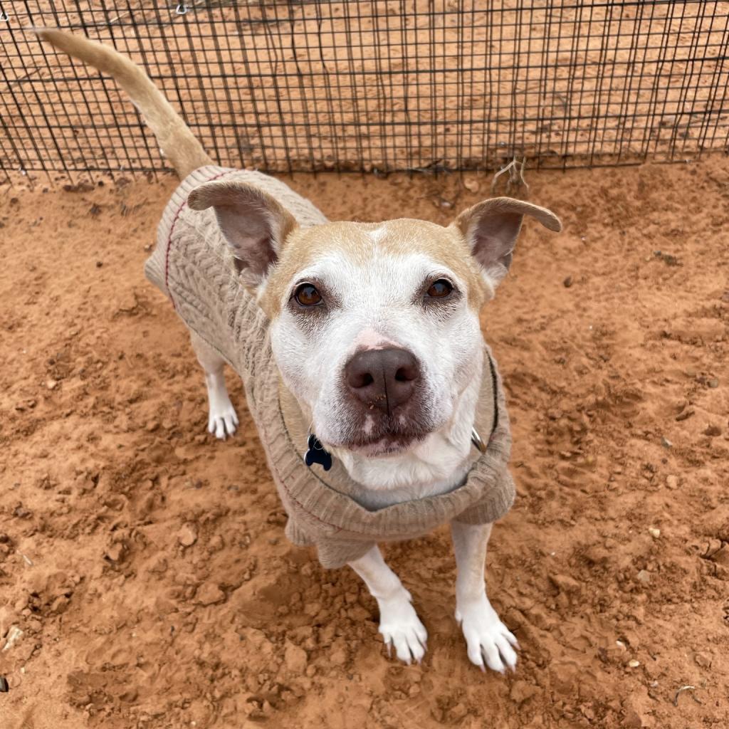 Mauve, an adoptable Pit Bull Terrier in Kanab, UT, 84741 | Photo Image 5