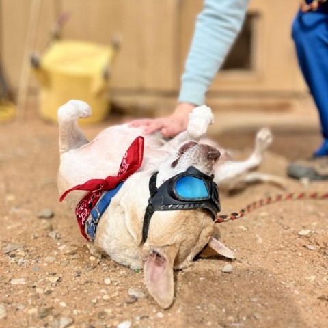 Mauve, an adoptable Pit Bull Terrier in Kanab, UT, 84741 | Photo Image 5