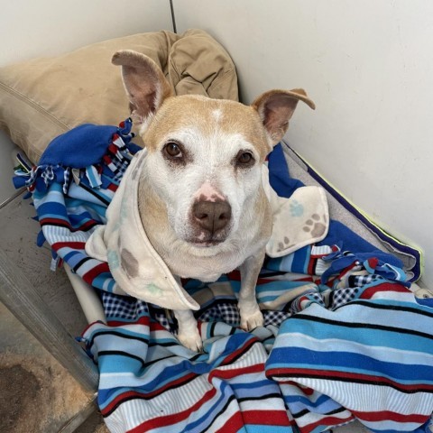 Mauve, an adoptable Pit Bull Terrier in Kanab, UT, 84741 | Photo Image 6