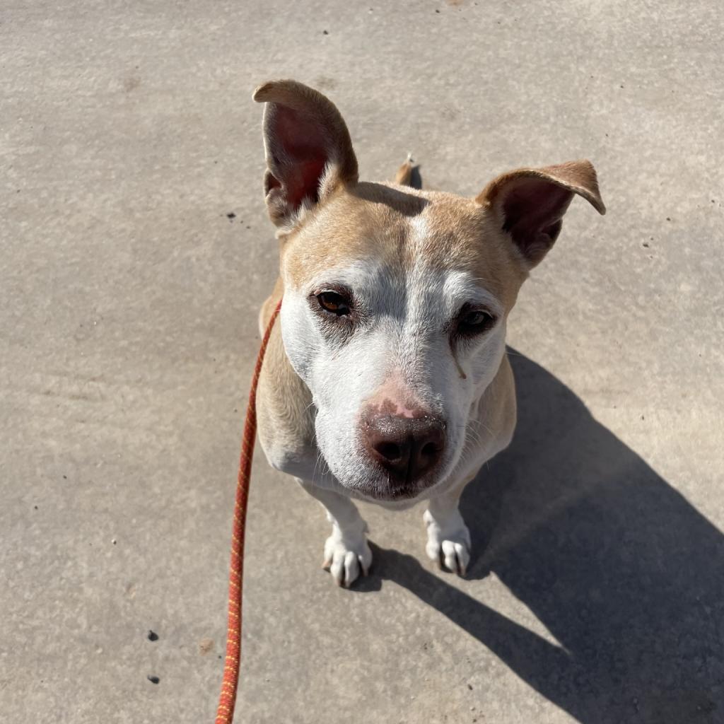 Mauve, an adoptable Pit Bull Terrier in Kanab, UT, 84741 | Photo Image 6