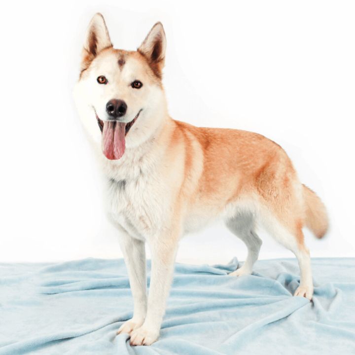 Space Ghost, an adoptable Husky Mix in Clovis, CA_image-1