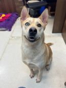 ANDERS's profile on Petfinder.com