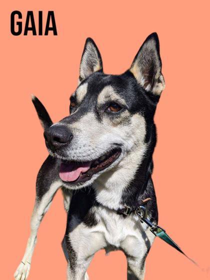Gaia, an adoptable Husky & Shepherd Mix in Cumberland, MD_image-1