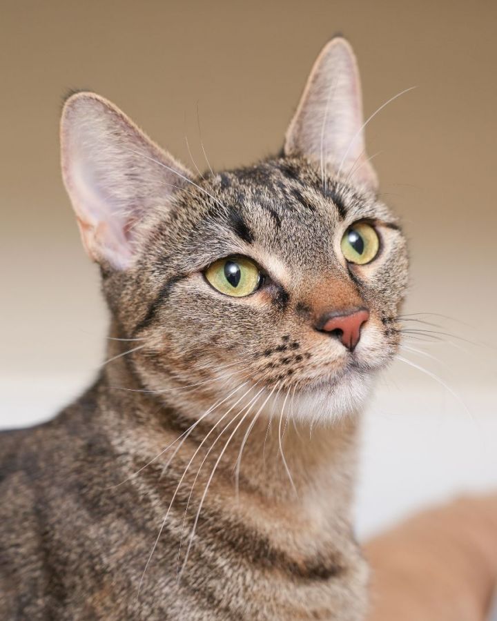 Pandora, an adopted Domestic Short Hair in Boise, ID_image-2