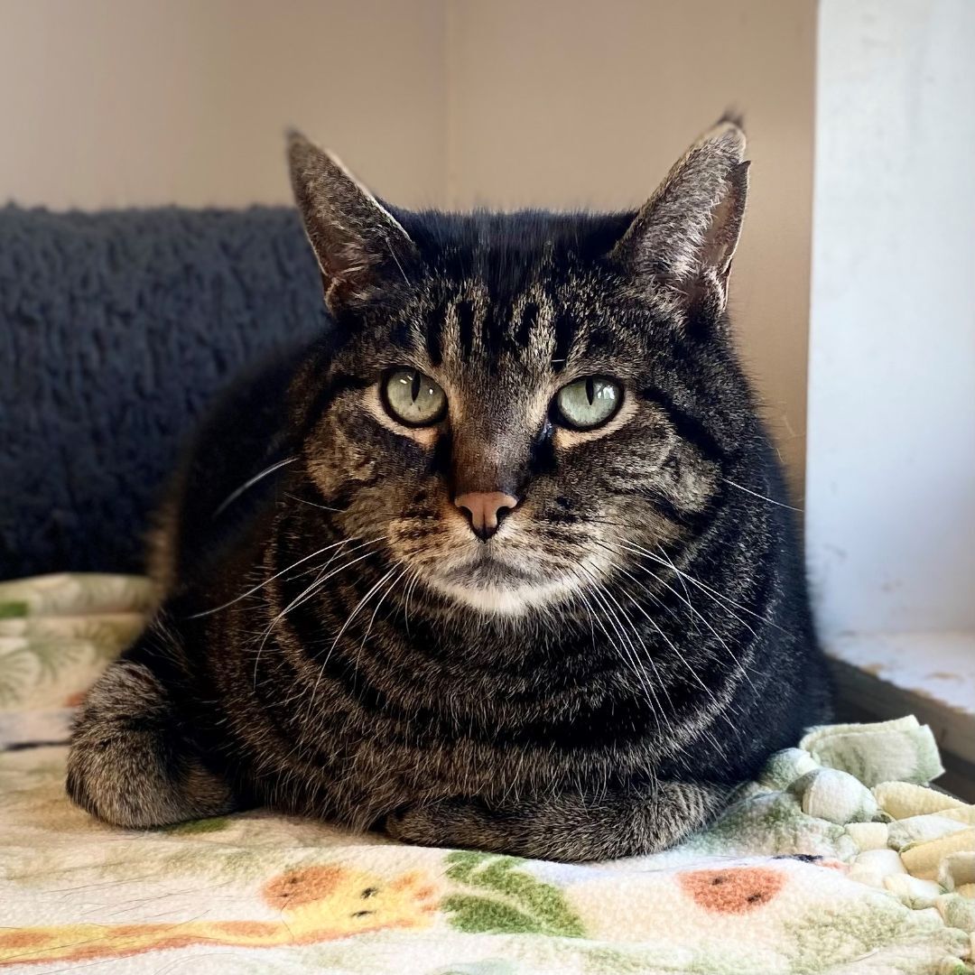 Duke, an adoptable Domestic Short Hair in Denver, CO, 80204 | Photo Image 1