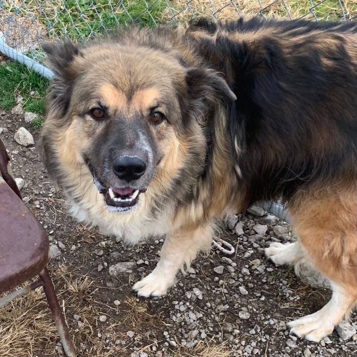 Great pyrenees and australian cattle best sale dog mix