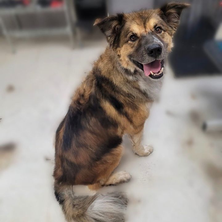 Red heeler 2024 pyrenees mix