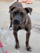 DANDY's profile on Petfinder.com