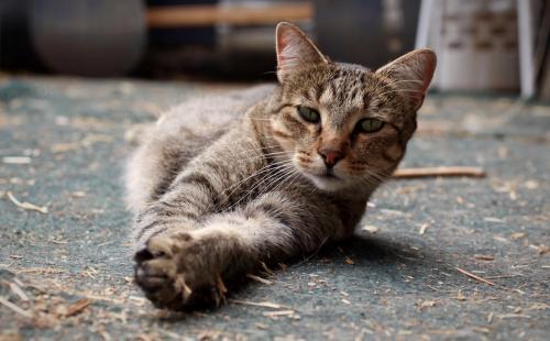 Buddy, an adoptable Tabby, Domestic Short Hair in Carson City, NV, 89701 | Photo Image 1