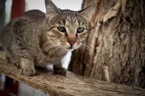 Buddy, an adoptable Tabby, Domestic Short Hair in Carson City, NV, 89701 | Photo Image 3