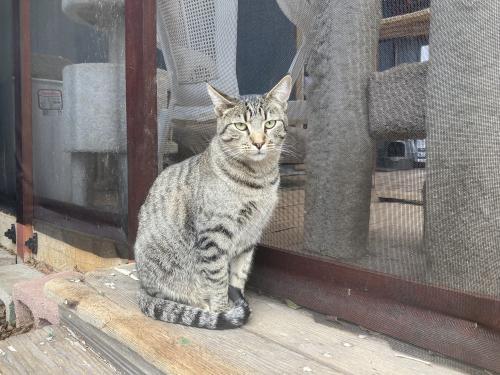 Chuck, an adoptable Domestic Short Hair, Tabby in Carson City, NV, 89701 | Photo Image 2