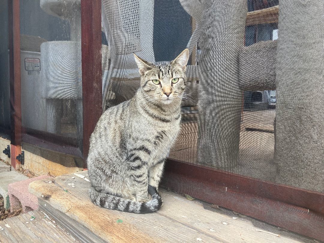 Chuck, an adoptable Domestic Short Hair, Tabby in Carson City, NV, 89701 | Photo Image 3