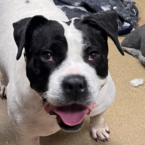 Trinity, an adoptable American Bulldog in Columbus, GA, 31907 | Photo Image 1