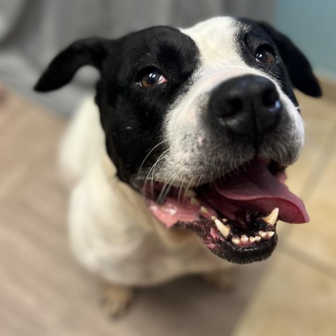 Trinity, an adoptable American Bulldog in Columbus, GA, 31907 | Photo Image 2