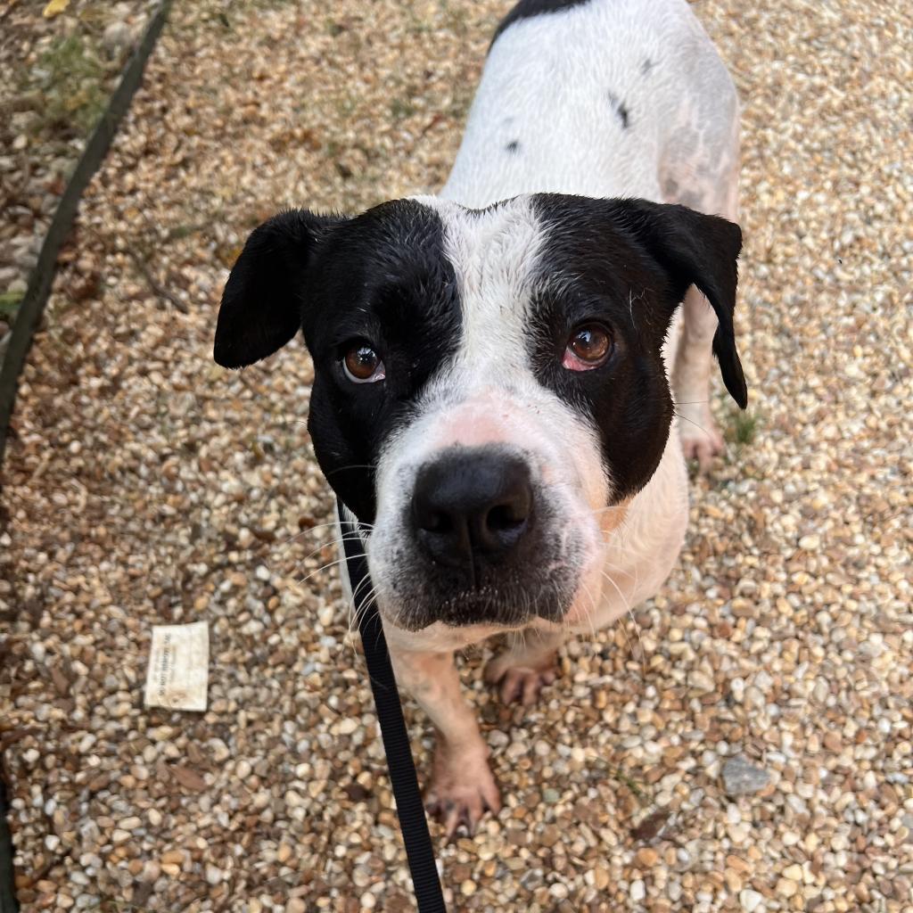 Trinity, an adoptable American Bulldog in Columbus, GA, 31907 | Photo Image 2