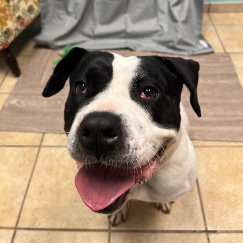 Trinity, an adoptable American Bulldog in Columbus, GA, 31907 | Photo Image 3