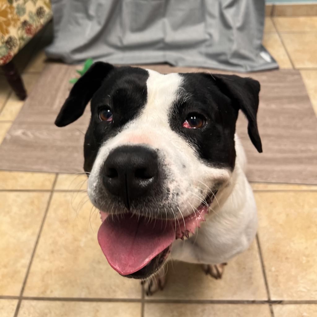 Trinity, an adoptable American Bulldog in Columbus, GA, 31907 | Photo Image 4