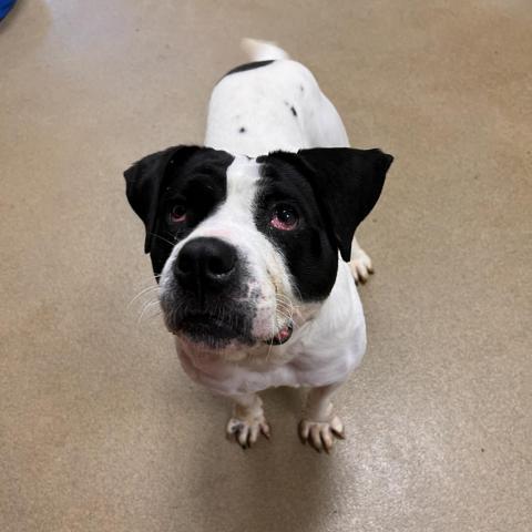 Trinity, an adoptable American Bulldog in Columbus, GA, 31907 | Photo Image 5