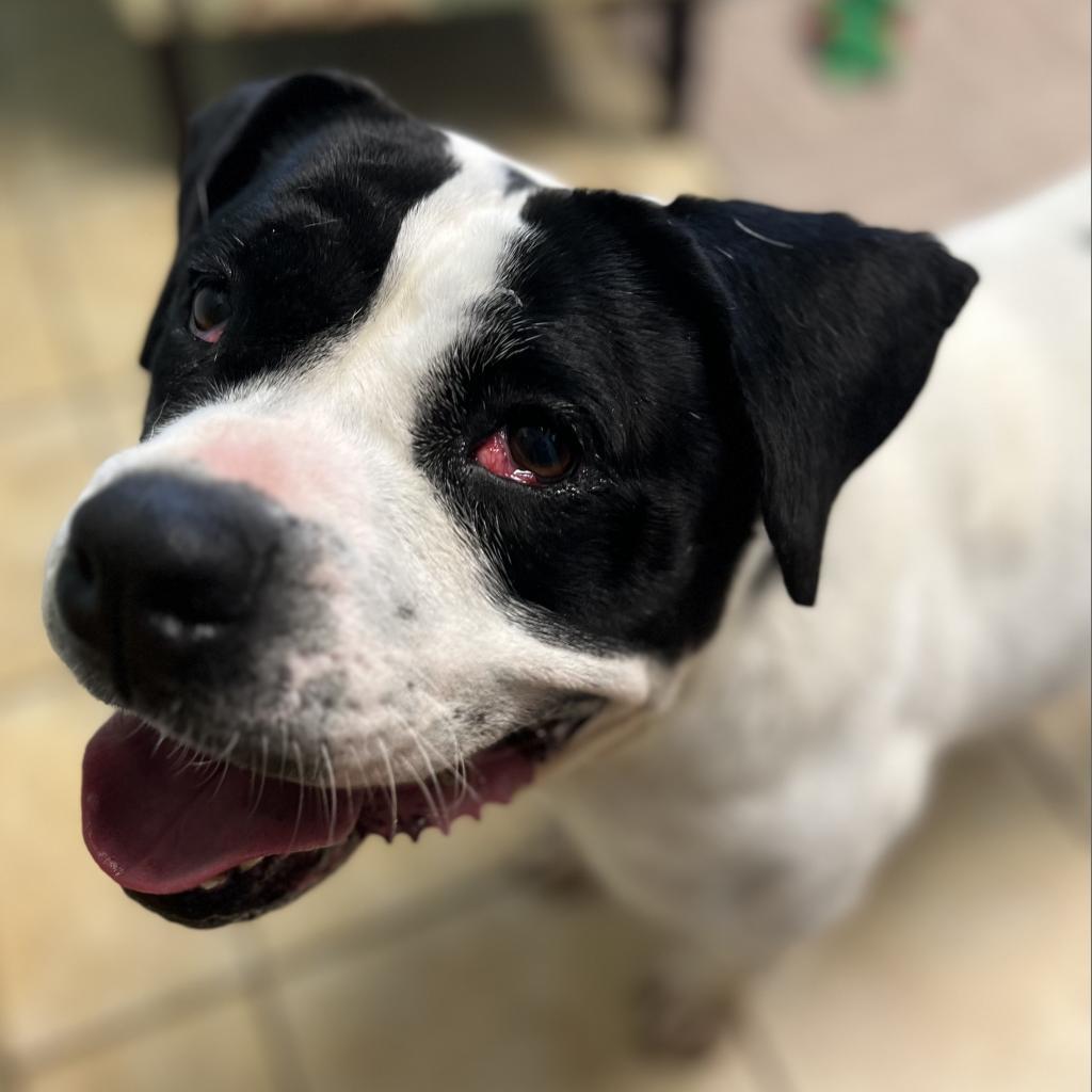 Trinity, an adoptable American Bulldog in Columbus, GA, 31907 | Photo Image 5