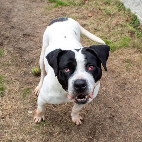 Trinity, an adoptable American Bulldog in Columbus, GA, 31907 | Photo Image 6