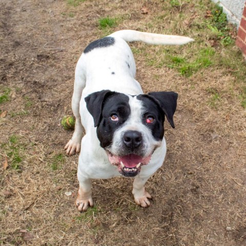 Trinity, an adoptable American Bulldog in Columbus, GA, 31907 | Photo Image 6