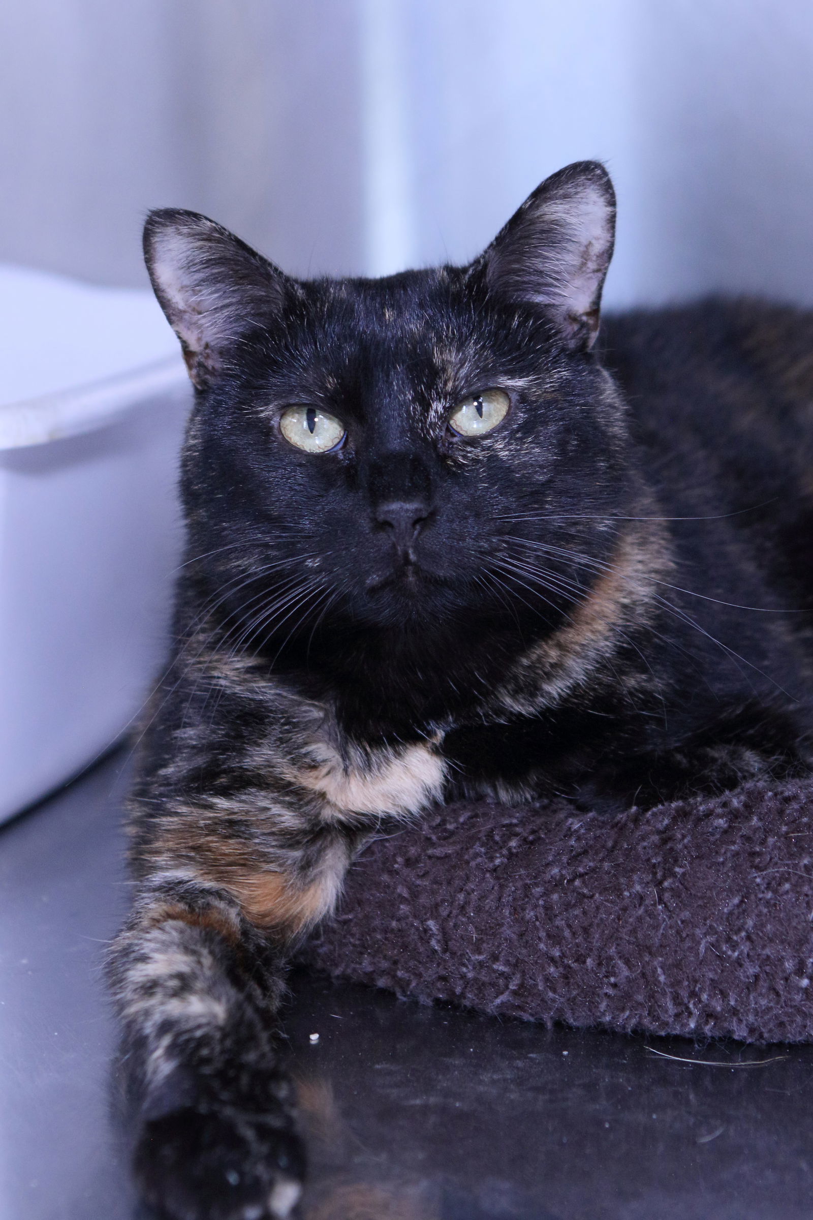 Ava, an adoptable Calico, Domestic Short Hair in Austin, MN, 55912 | Photo Image 1