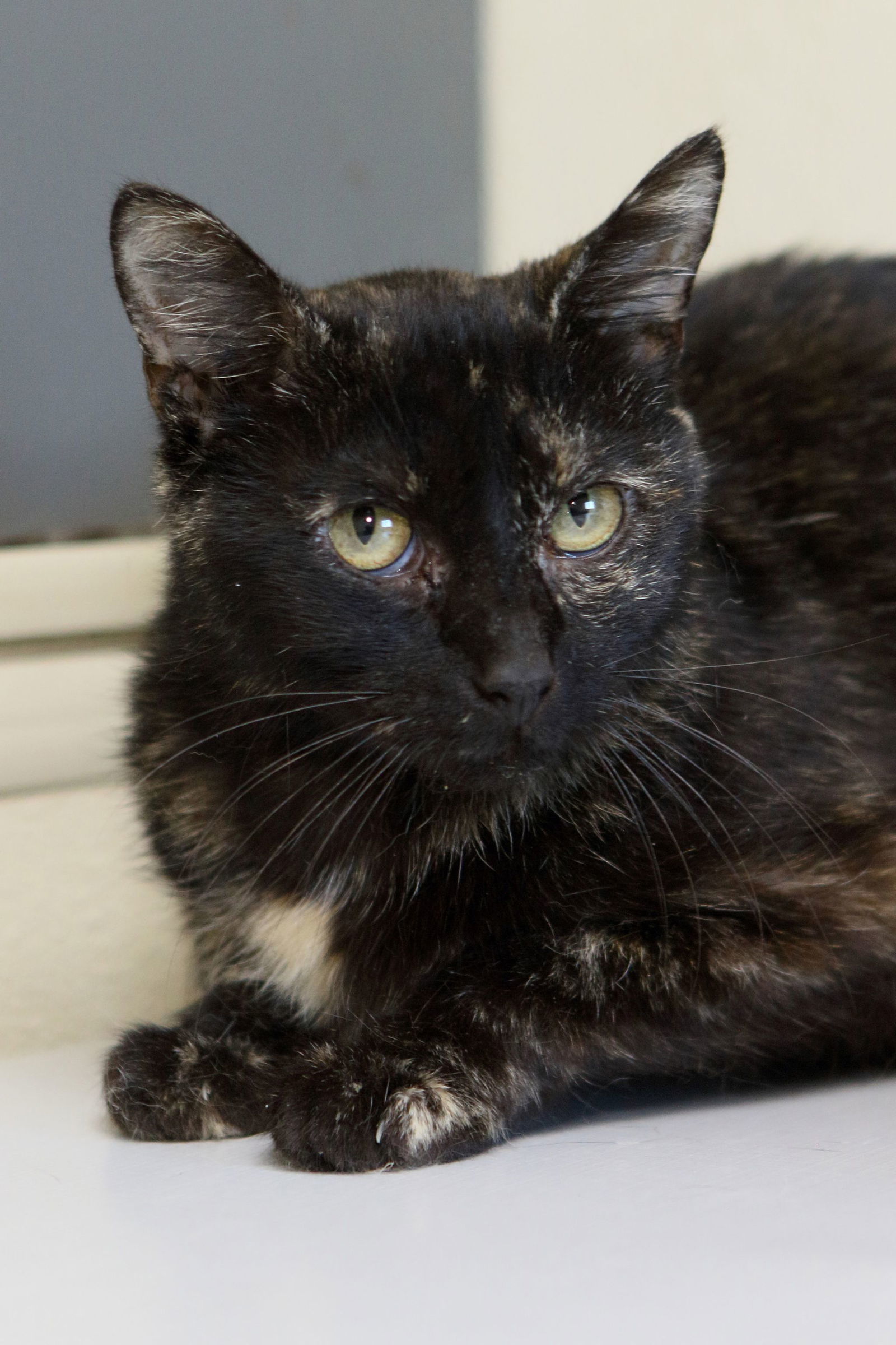 Ava, an adoptable Calico, Domestic Short Hair in Austin, MN, 55912 | Photo Image 2