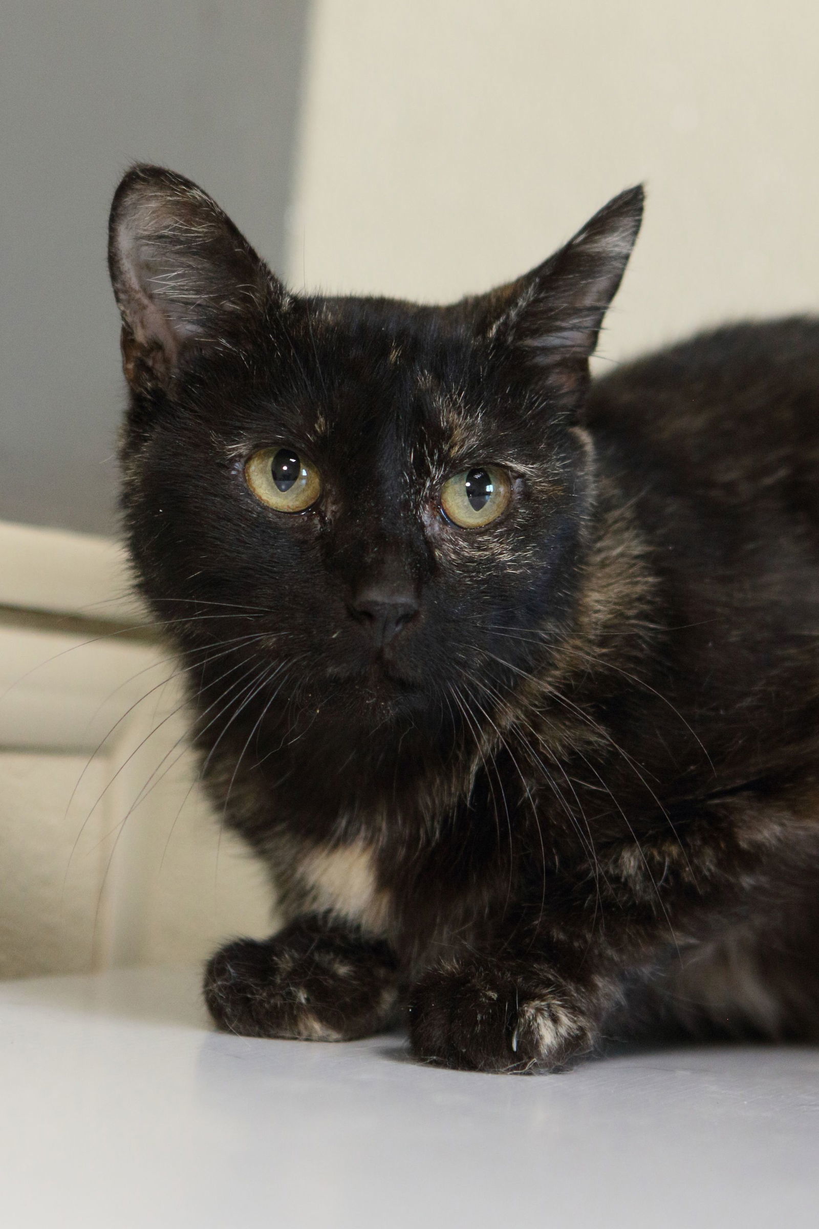 Ava, an adoptable Calico, Domestic Short Hair in Austin, MN, 55912 | Photo Image 3