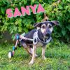 Sanya Guam Puppy Wheels Up!