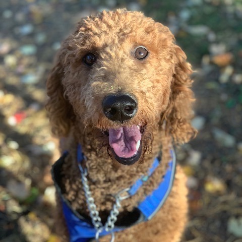 Hannah , an adopted Goldendoodle Mix in Rochester, NY_image-1