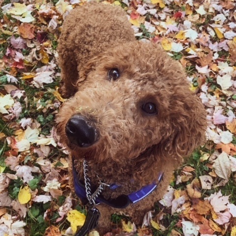 Hannah , an adopted Goldendoodle Mix in Rochester, NY_image-3