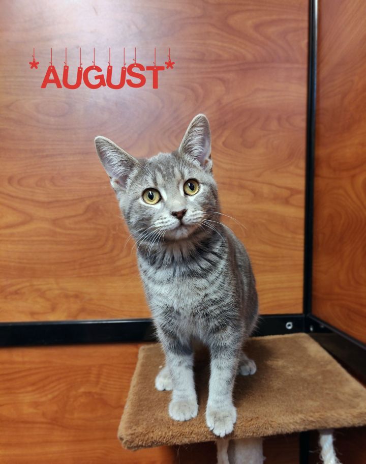 August, an adoptable Domestic Short Hair in Centerville, UT_image-1