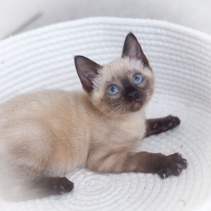 Satin, an adopted Applehead Siamese in Ponte Vedra, FL_image-1